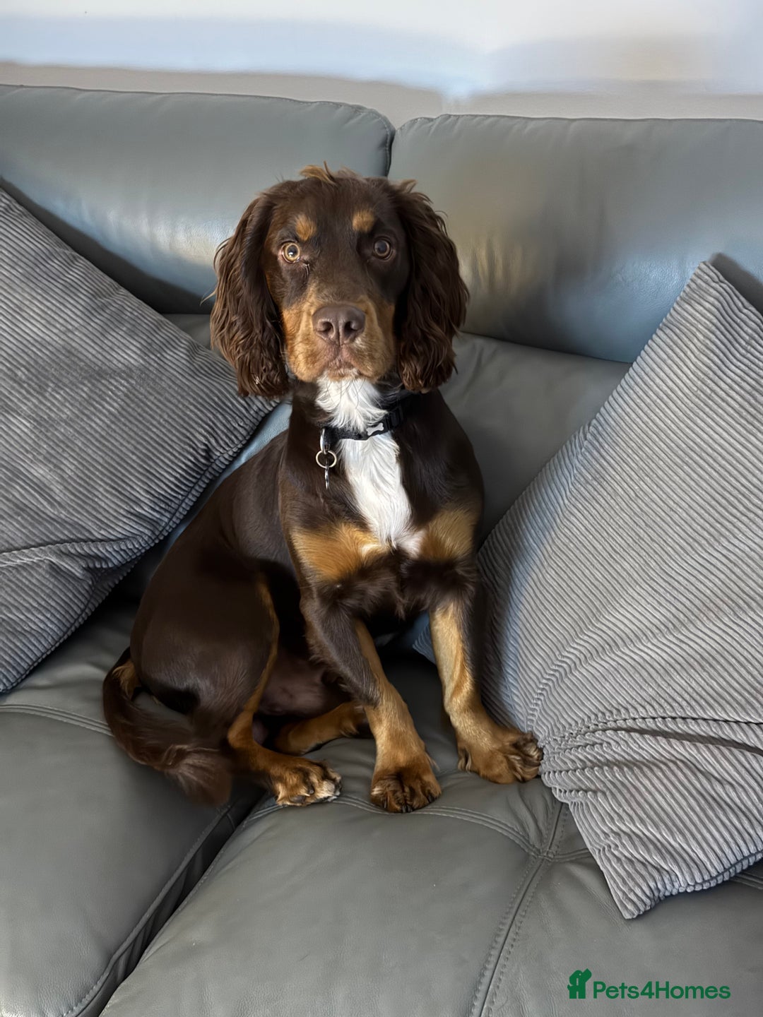 Cocker Spaniel dogs for sale: Beautiful Male Working Cocker Spaniel - Advert 9