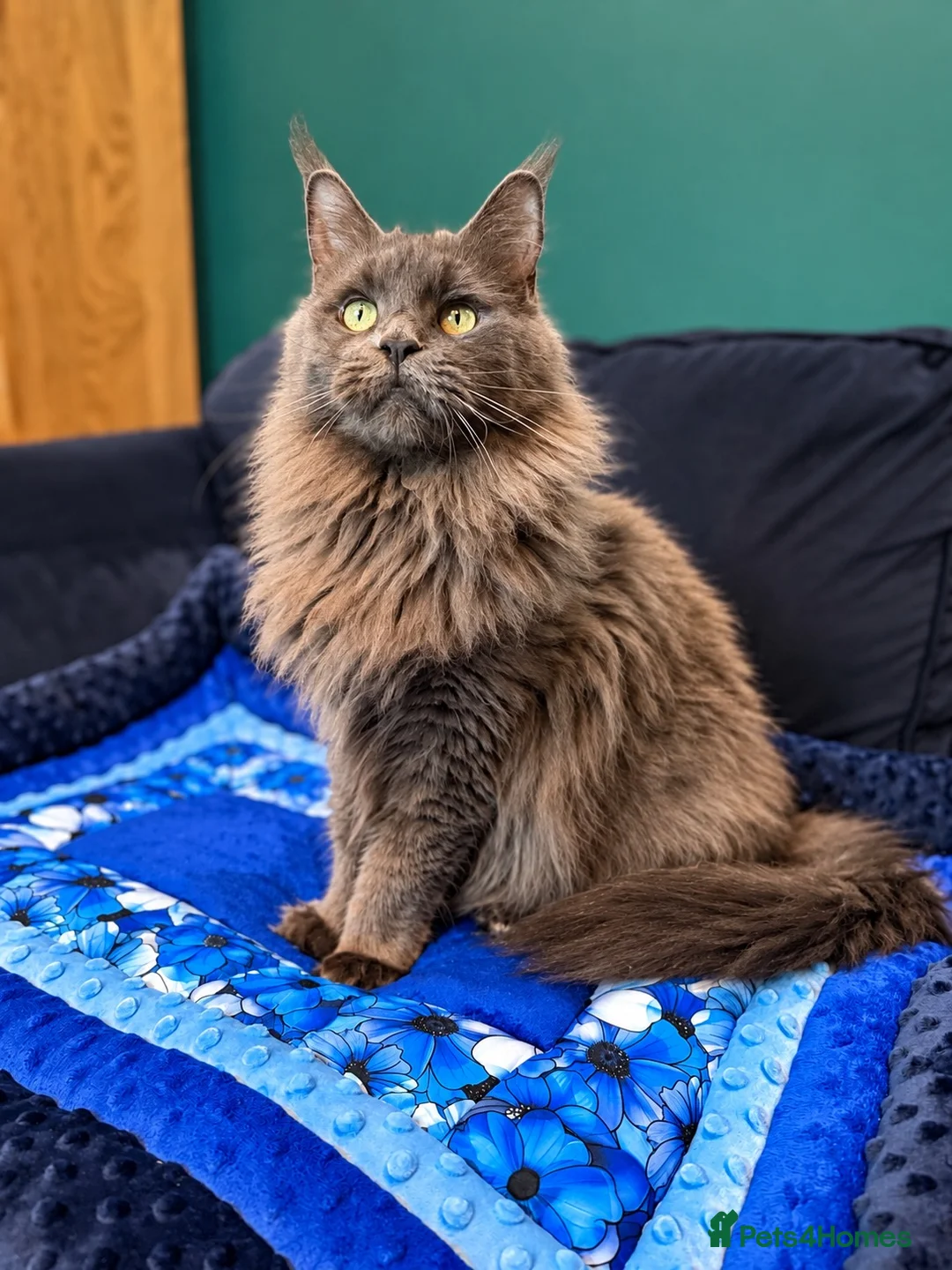 Maine Coon cats for sale: Maine Coon Kittens – Now Open for Reservations  - Advert 2