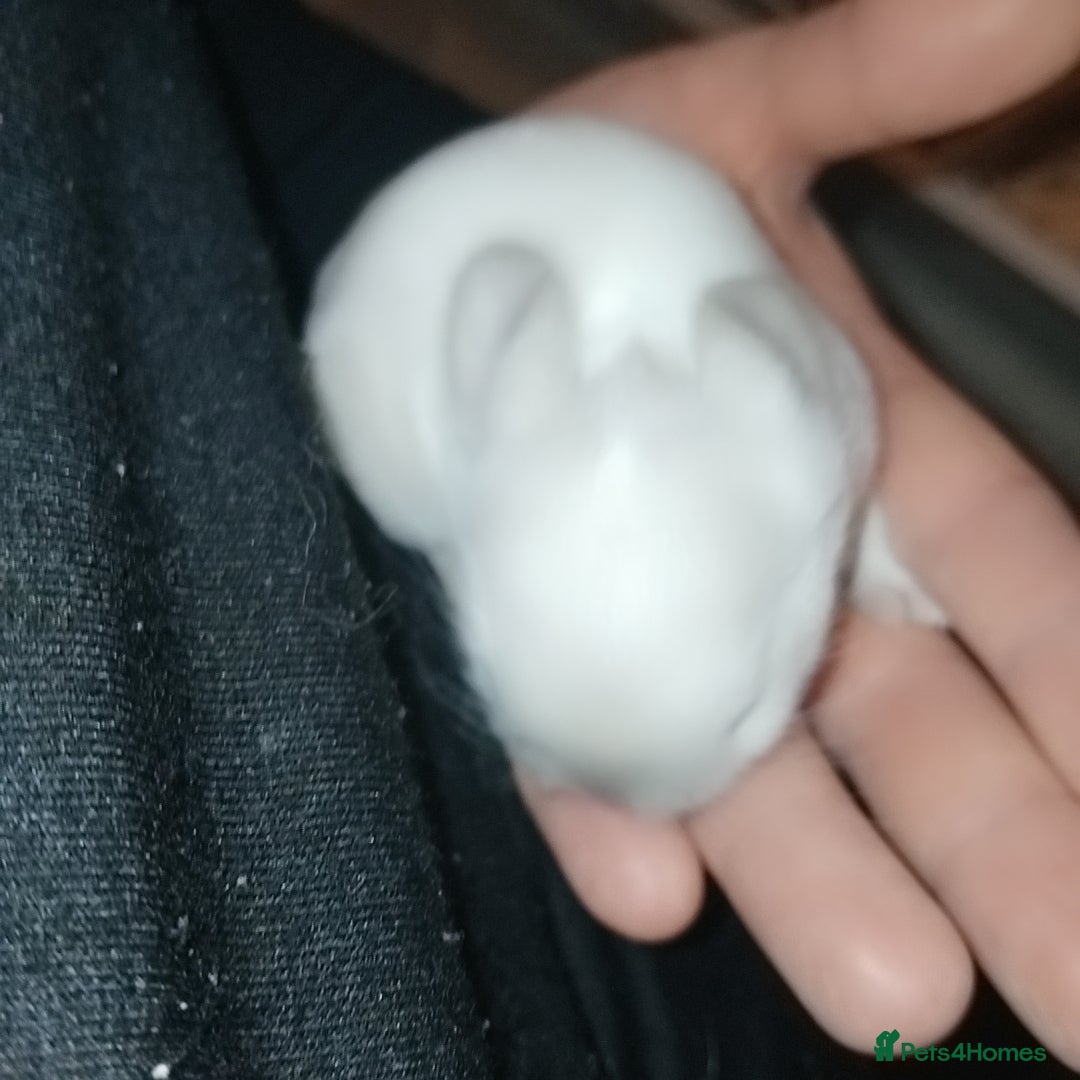 Mini Lion Lop rabbits for sale: Mini lop merl female rabbit  - Advert 9