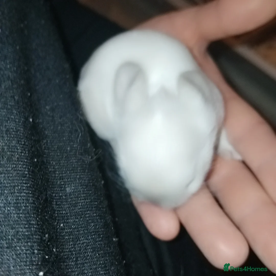 Mini Lion Lop rabbits for sale: Mini lop merl female rabbit  - Advert 9