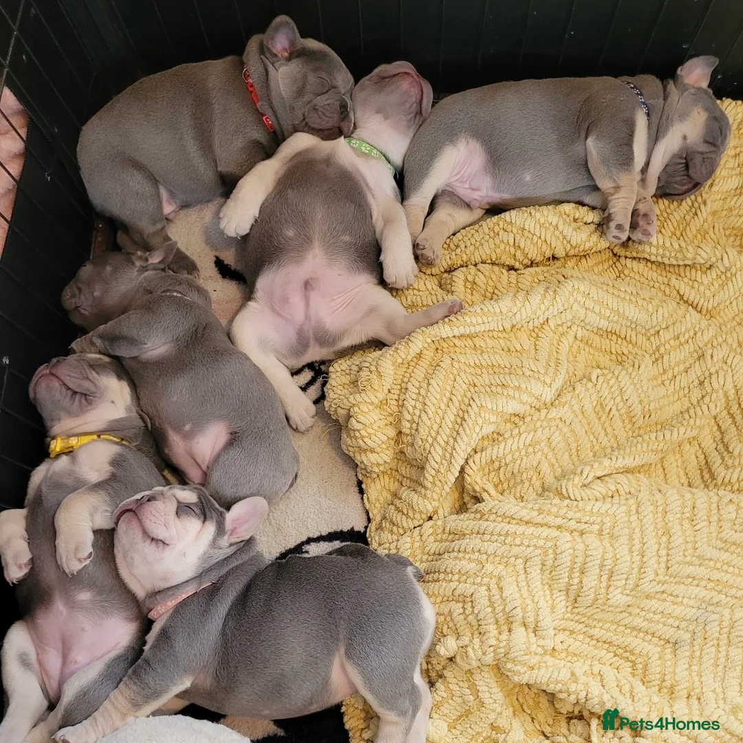 French Bulldog dogs for sale: FRENCH BULLDOG PUPPIES (KC REGISTERED) - Advert 1