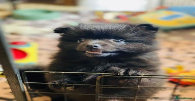 Pomeranian dogs - Advert 4