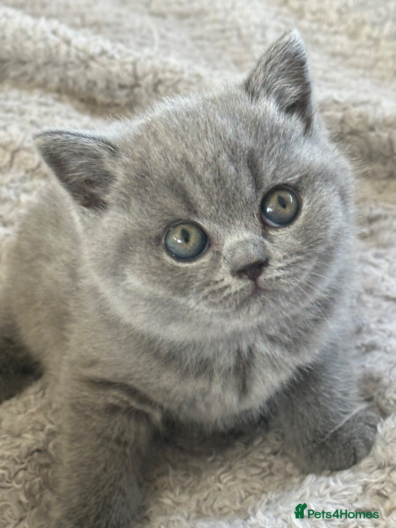 British Shorthair cats Gccf registered kittens  - Advert 2