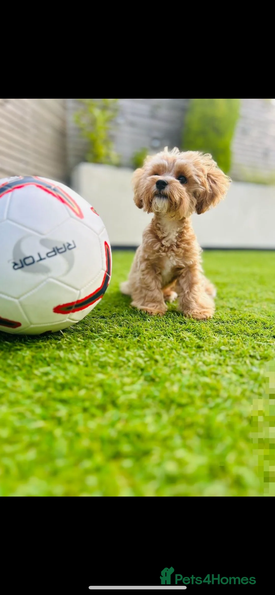 Toy Poodle dogs for stud: TINY MALTIPOO STUD - Advert 1