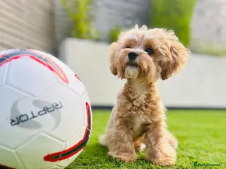 Toy Poodle dogs TINY MALTIPOO STUD - Advert 2