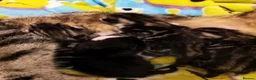 Mixed Breed cats for sale: Kittens for sale  in Lancaster - Advert 2