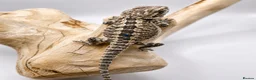 Bearded Dragon reptiles for sale: Bearded Dragon Hatchlings – Black Country Dragons - Advert 9