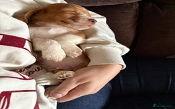 Cocker Spaniel dogs for sale: Kc registered Cocker Spaniel  - Image 3