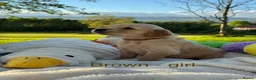 Golden Retriever dogs for sale: MGolden Retriever Puppies – Ready from 12th June - Advert 6