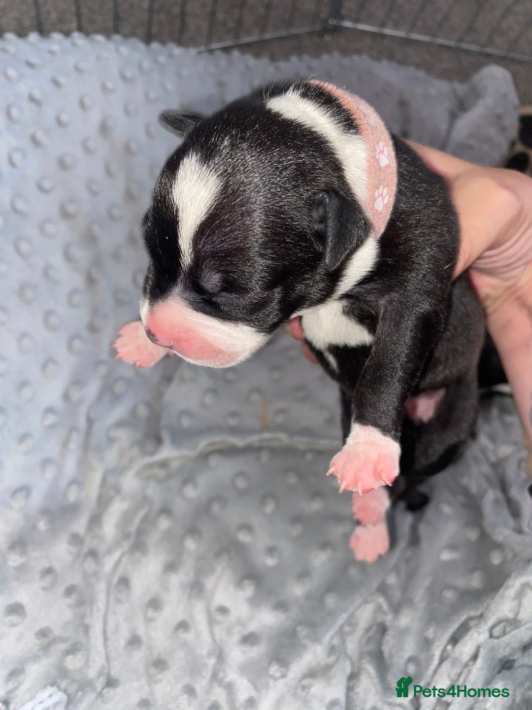 Staffordshire Bull Terrier dogs for sale: Staffordshire bull terrier Puppies  - Image 7