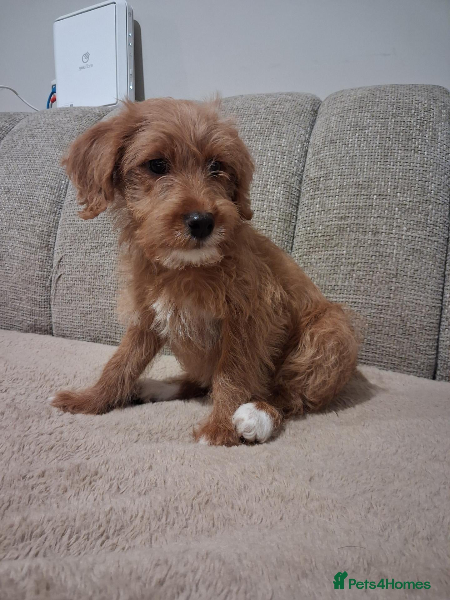 Australian Labradoodle dogs for sale: Miniature Australian labradoodles - Advert 1