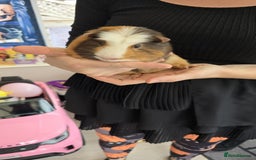 Guinea Pig rodents for sale: 5 Gorgeous MALE guineapigs for sale - Image 2