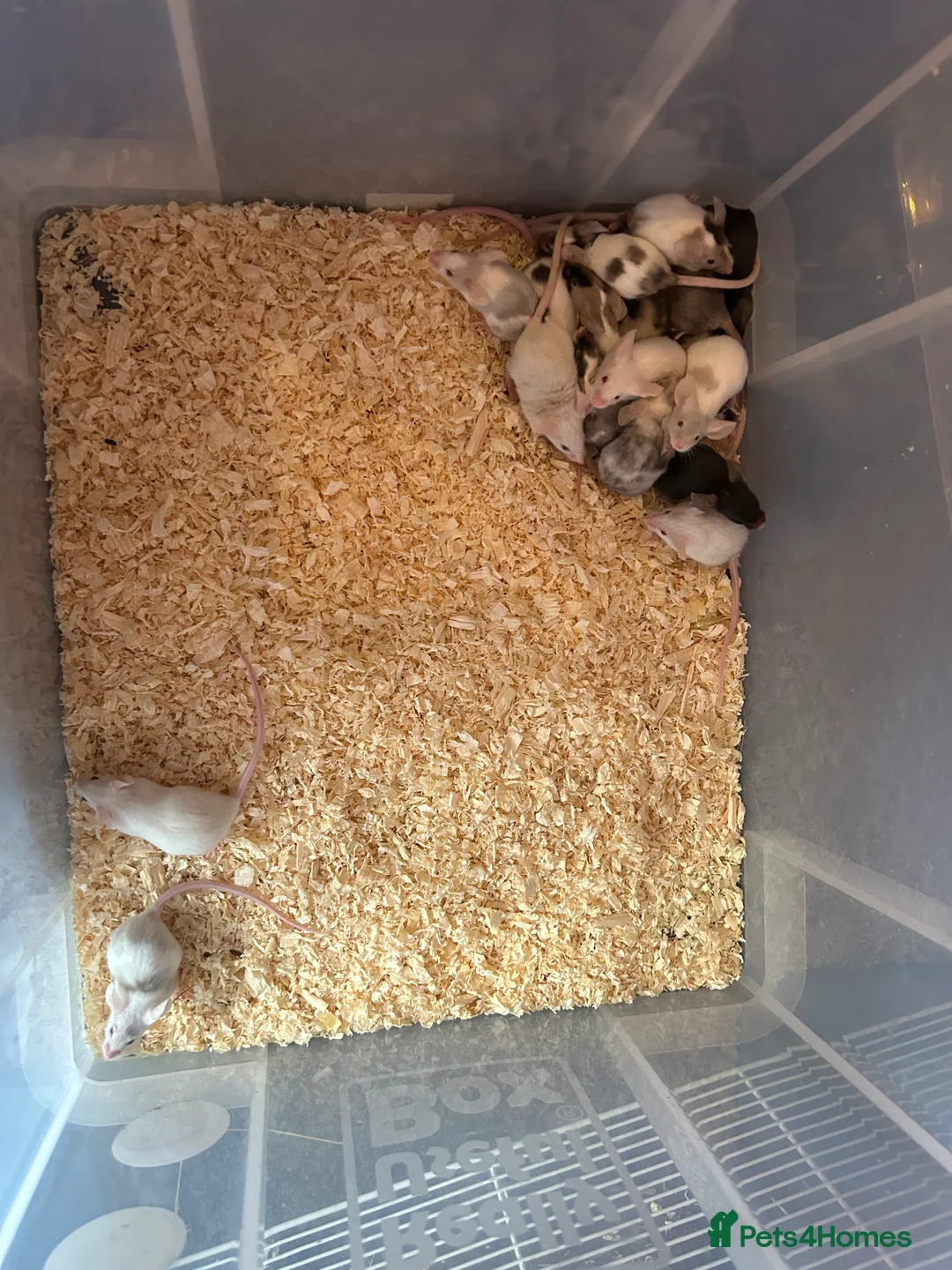 Mouse rodents for sale: Boys and girls young colourful mices  - Advert 2