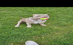 American Bully dogs for sale: 8 months American bully - Name- Sage  - Image 3