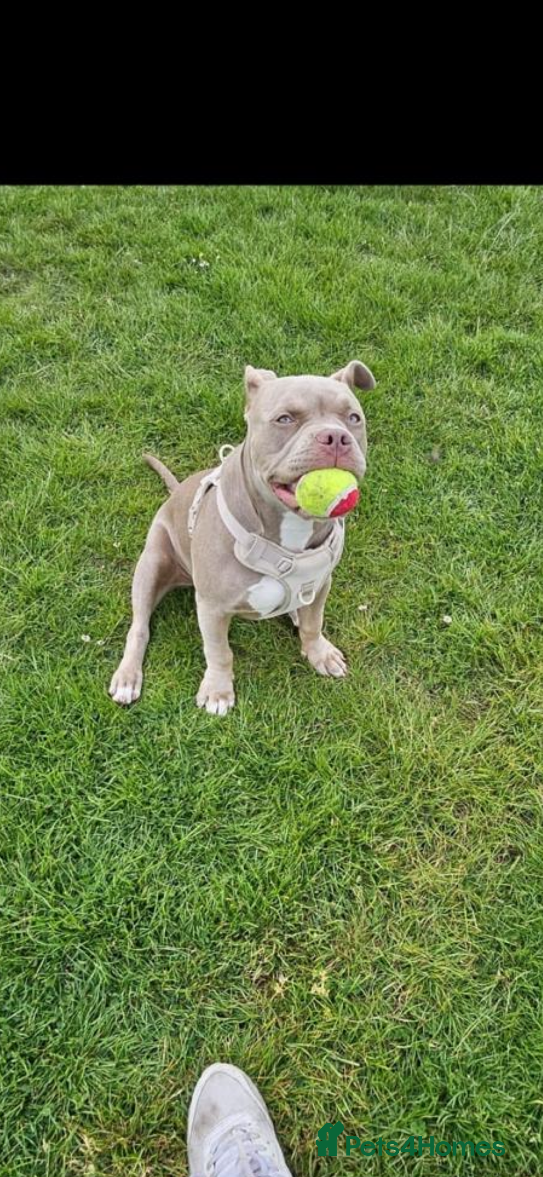 American Bully dogs for sale: 8 months American bully - Name- Sage  - Image 3