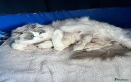 Ragdoll cats for sale: Ragdoll kittens - Advert 5