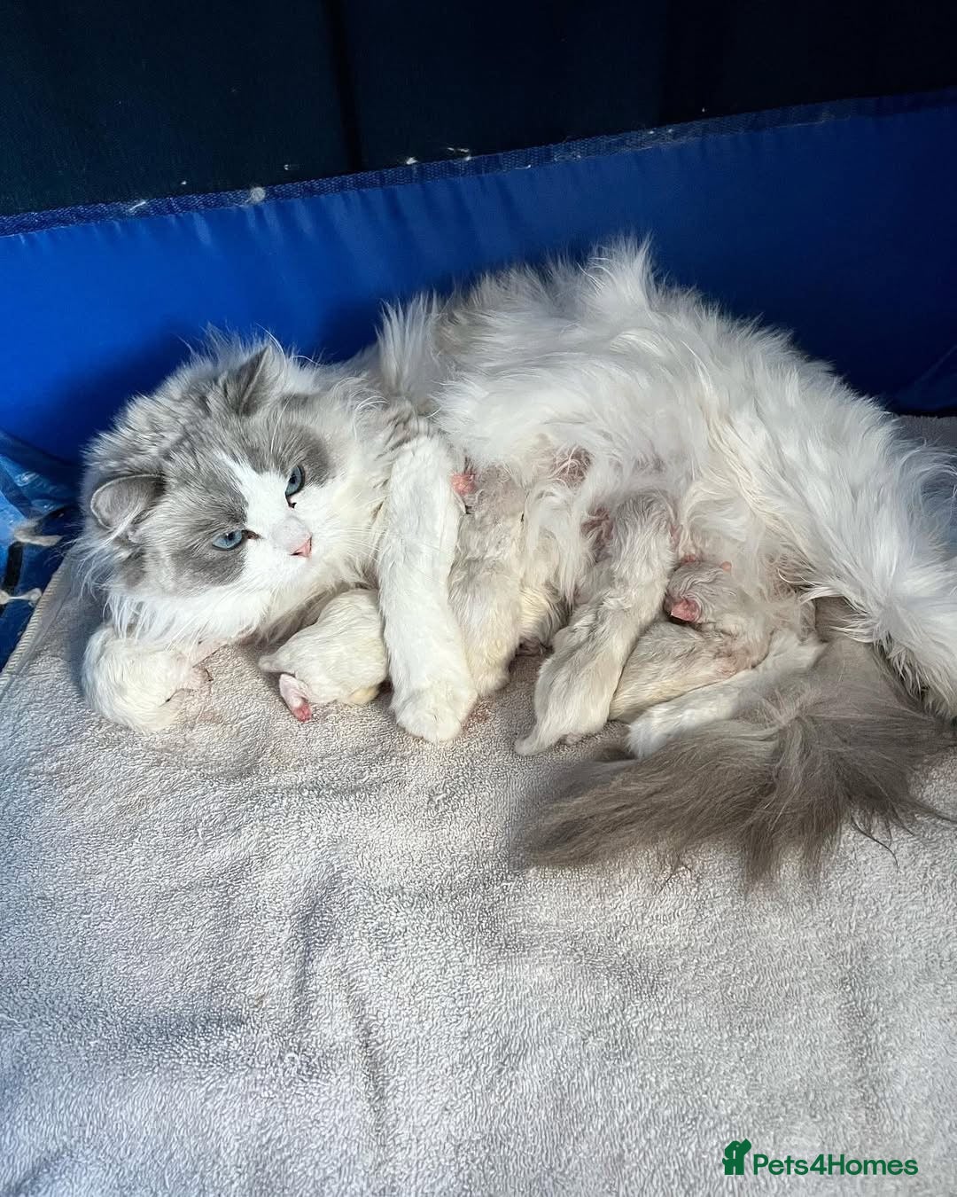 Ragdoll cats for sale: Ragdoll kittens - Advert 5