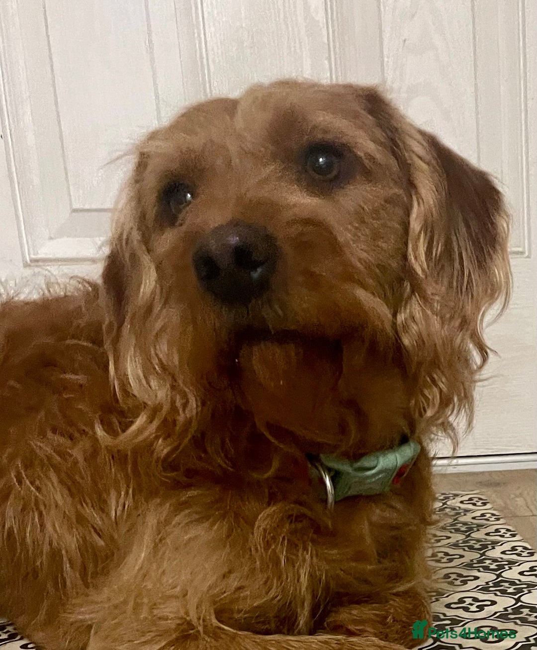 Labradoodle dogs for sale: Beautiful Ezra - Advert 5