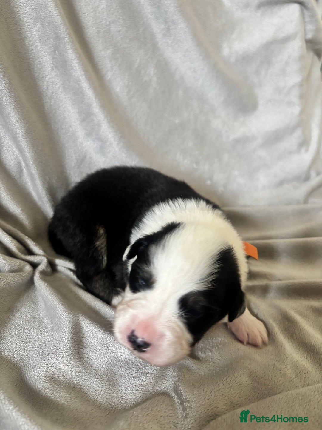 Australian Shepherd dogs for sale: KC registered Australian shepherd puppies  - Advert 16