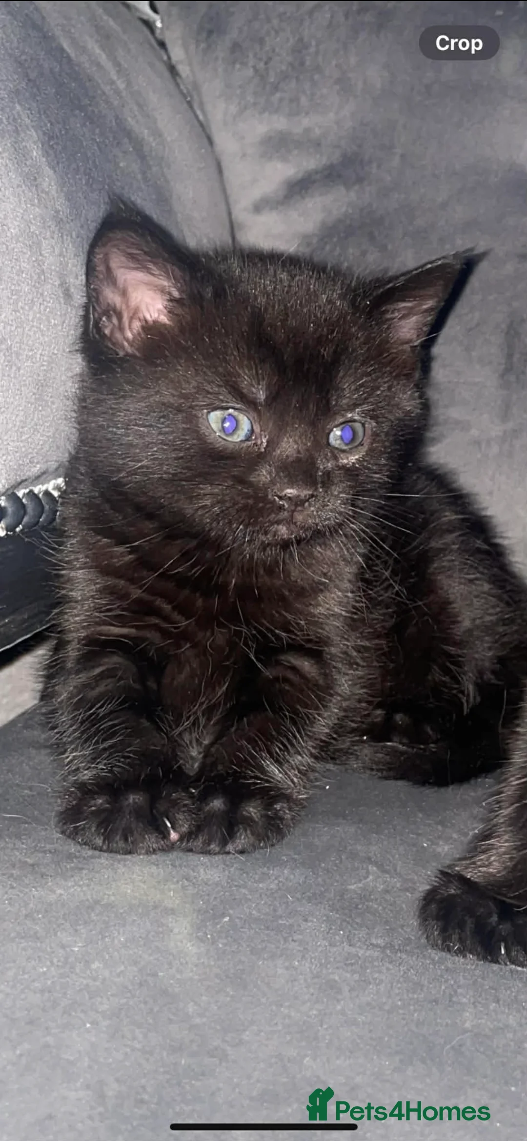 Mixed Breed cats for sale: Kittens for sale - Advert 1