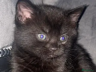 Mixed Breed cats Kittens for sale - Advert 1