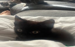 Mixed Breed cats for sale: Kittens  - Image 9