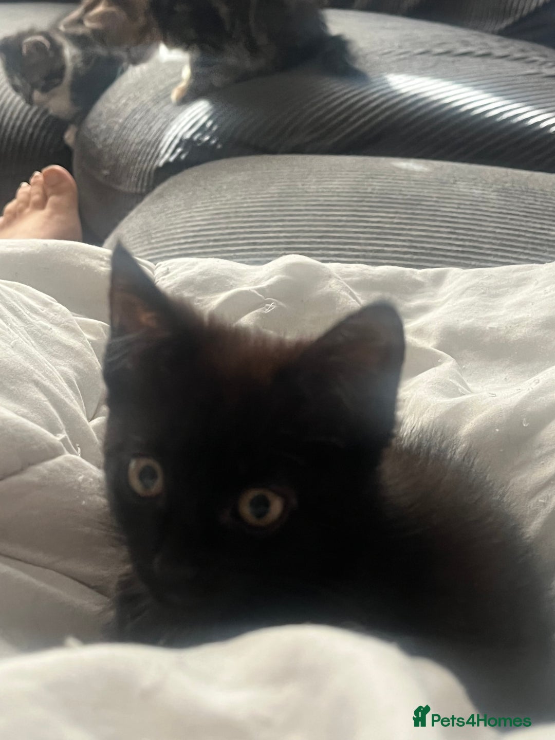 Mixed Breed cats for sale: Kittens  - Image 9