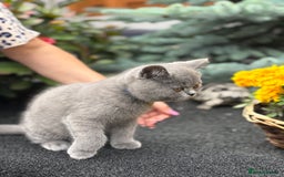 British Shorthair cats for sale: British Shorthair Kitten 6 - British Shorthair Kittens 🩵🩵🩵🩵 - Image 8