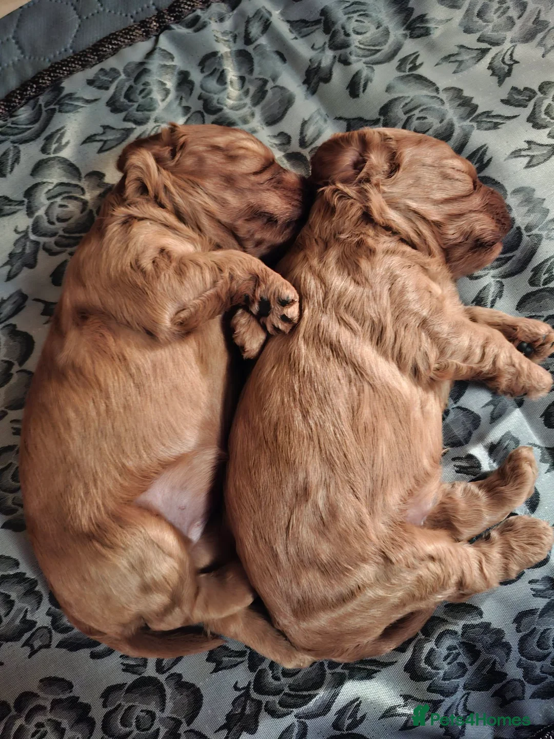 Cavapoo dogs for sale:  Cavapoo  - Advert 4