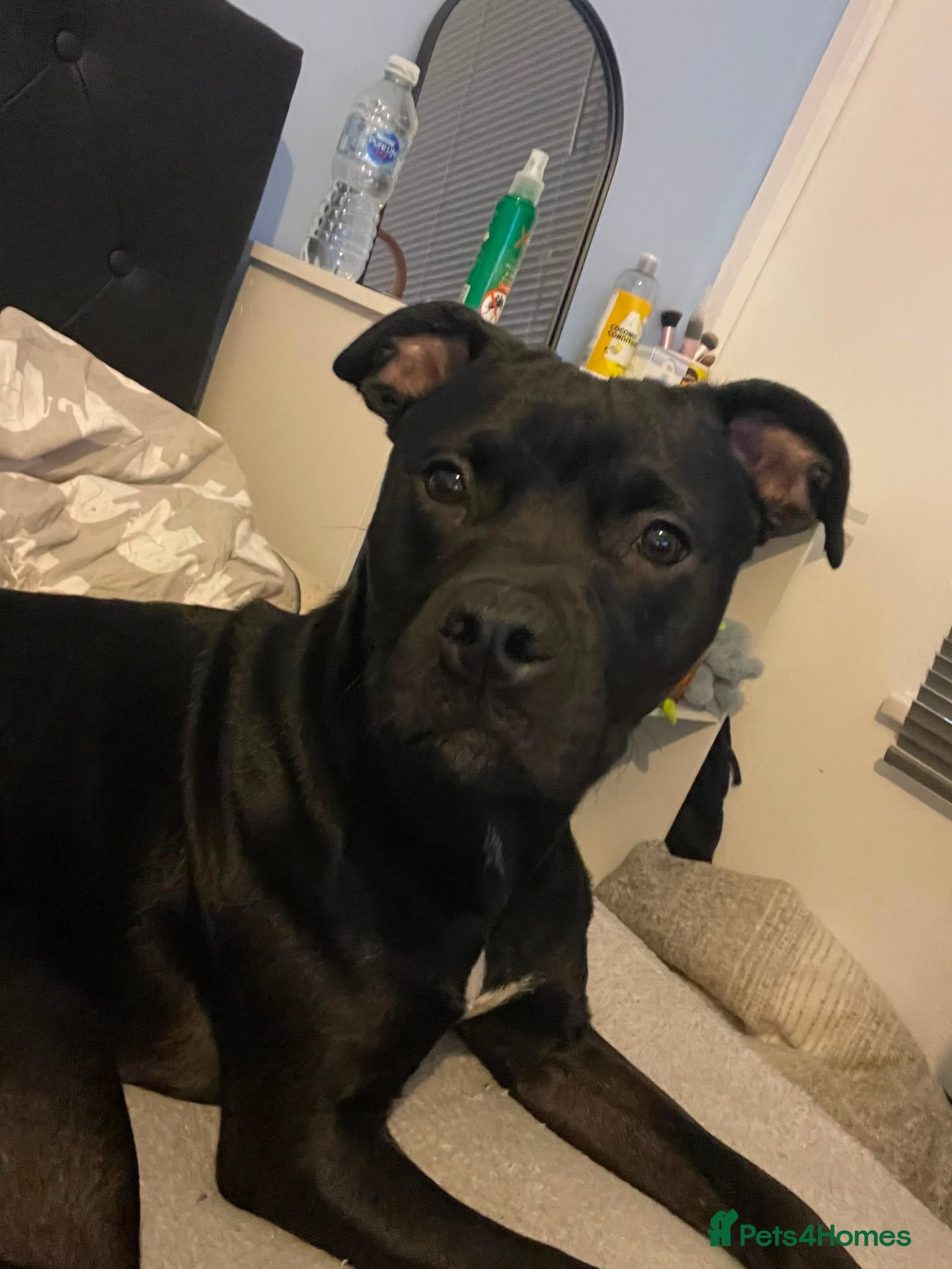 Mixed Breed dogs Staffy cross - Advert 19