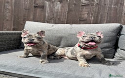 French Bulldog dogs for sale: French Bulldog Puppies–4 Girls & 2 Boys READY NOW  in Walton-on-Thames - Image 3