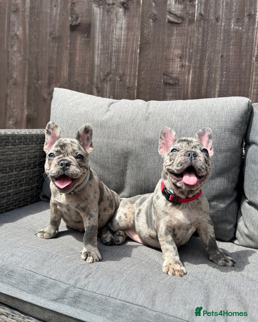 French Bulldog dogs for sale: French Bulldog Puppies–4 Girls & 2 Boys READY NOW  in Walton-on-Thames - Image 3