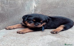 Rottweiler dogs for sale: Stunning male & female Rottweiler pups  - Image 4