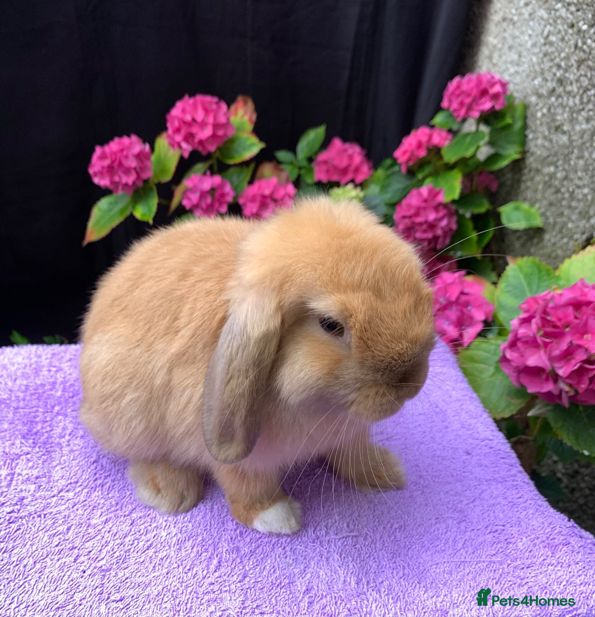 Mini Lop rabbits Baby Mini lop boy ready now - Advert 3