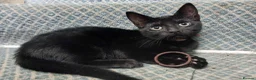Mixed Breed cats for sale: 3 kittens looking for home in Bradford - Advert 7