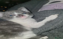 Mixed Breed cats for sale: Beautiful playful kittens  - Advert 7