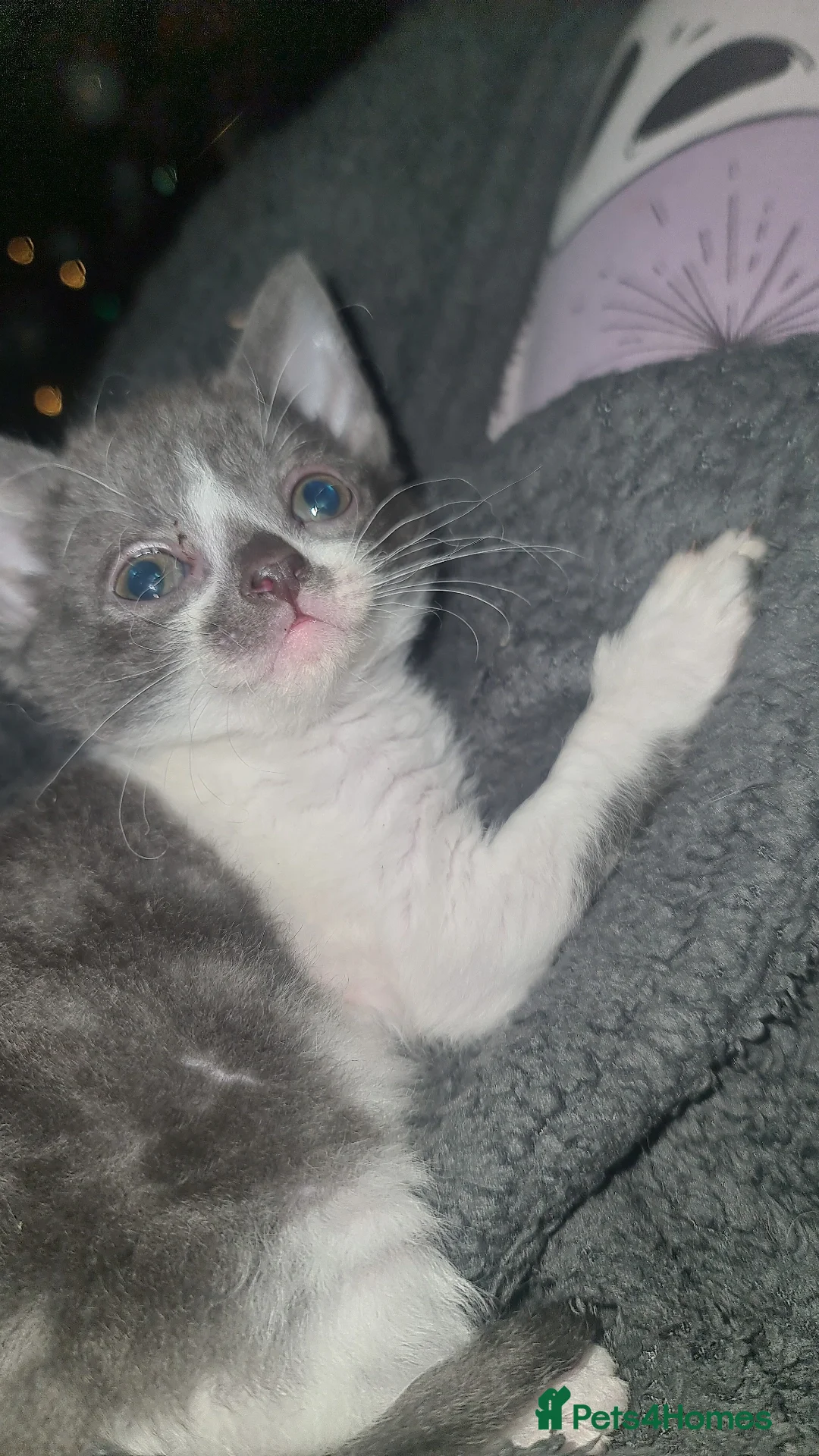 Mixed Breed cats for sale: Beautiful playful kittens  - Advert 7