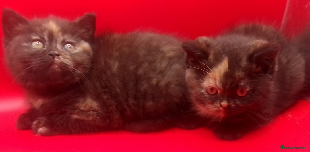 British Shorthair cats for sale: Beautiful  British Shorthair  - Advert 13