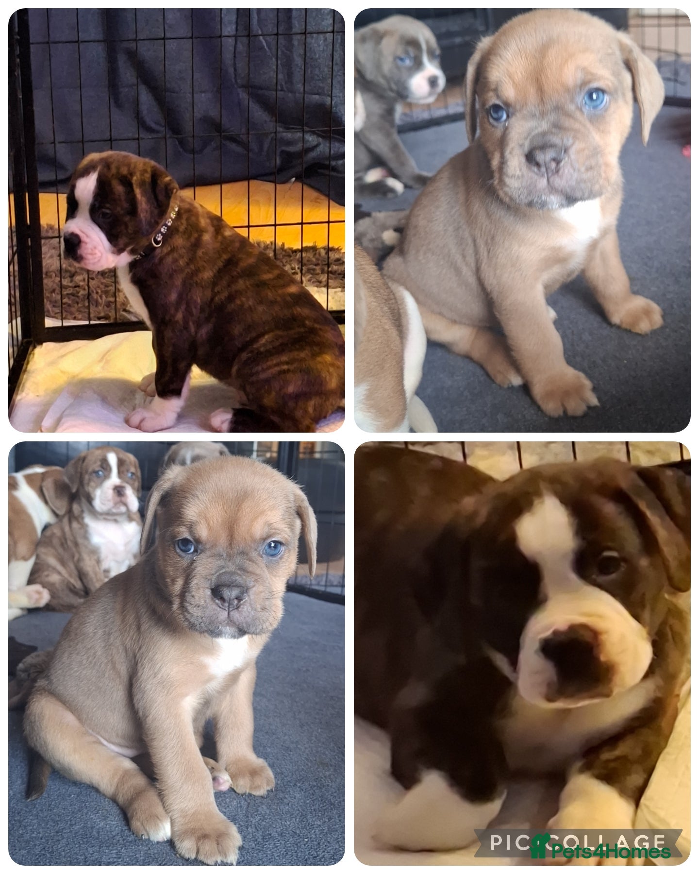 Mixed Breed dogs OLD TYME X CANE CORSO 2 GIRLS  - Advert 13