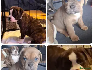 Mixed Breed dogs OLD TYME X CANE CORSO 2 GIRLS - Advert 13
