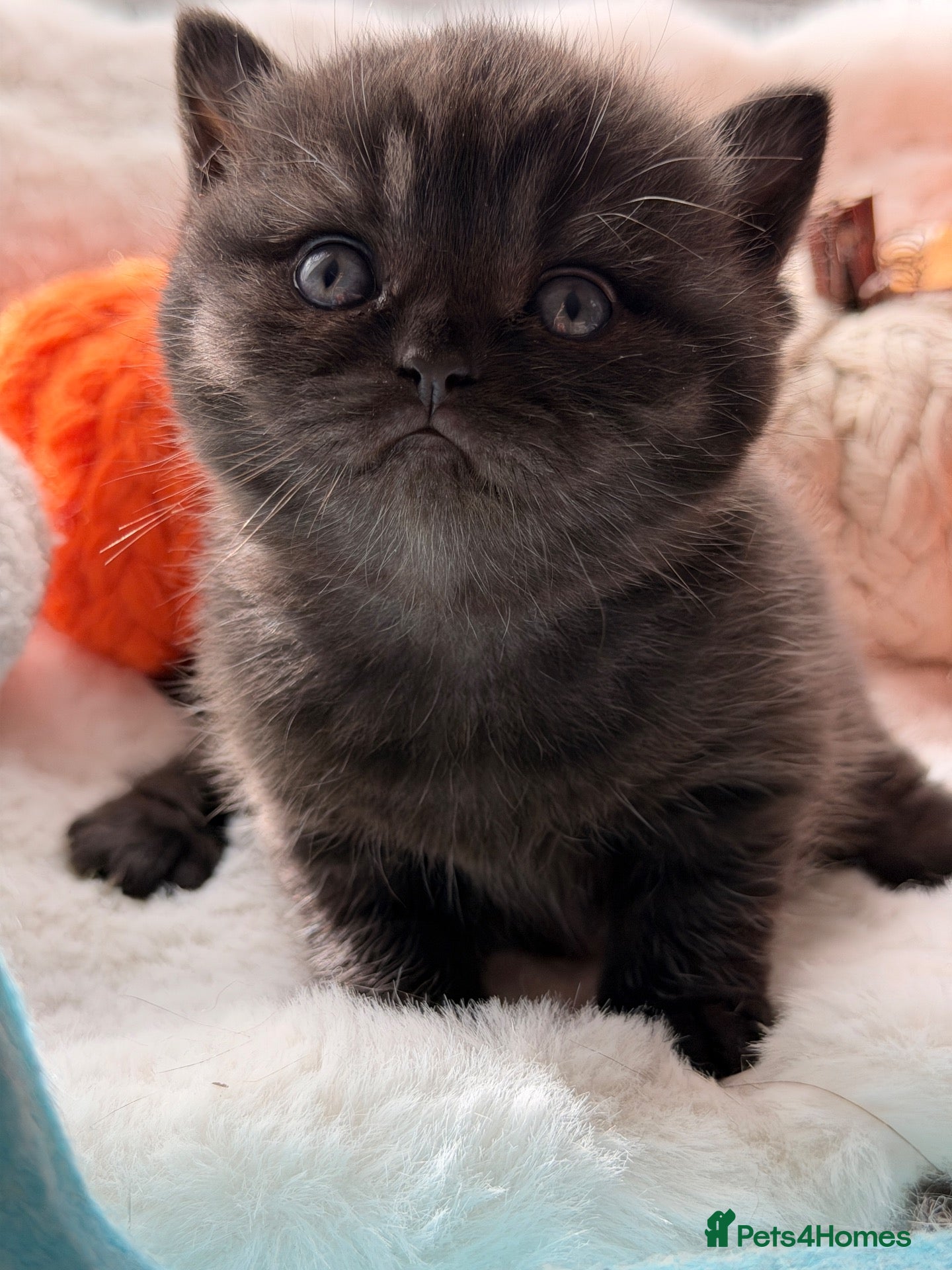 British Shorthair cats 🏆Champions line🏆BSH Kittens Tica reg  - Advert 2