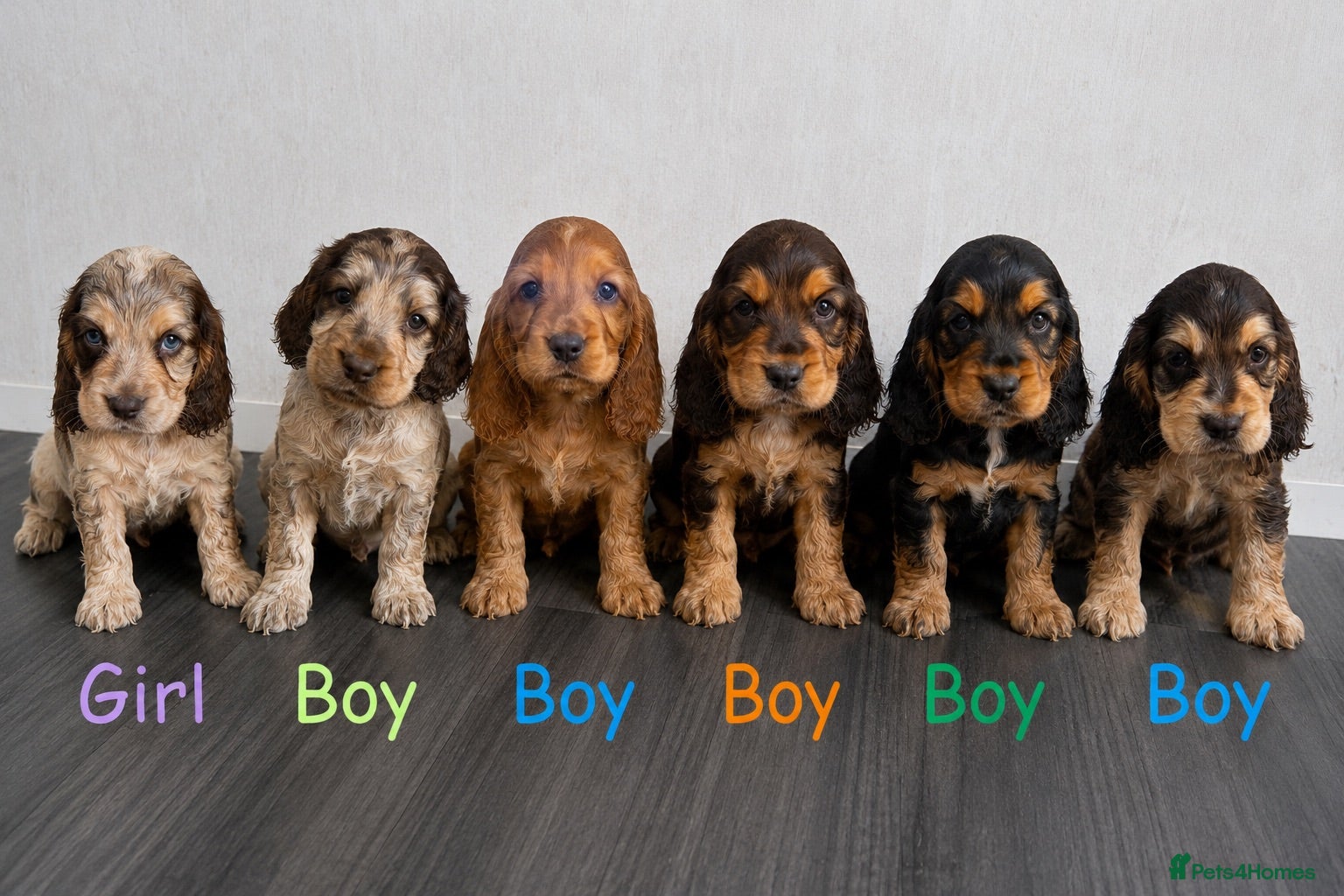 Cocker Spaniel dogs 🐾 Beautiful Show Cocker Spaniel Puppies 🐶  - Advert 1