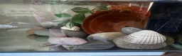 Axolotl reptiles for sale: 6 year old female axolotl  - Advert 6