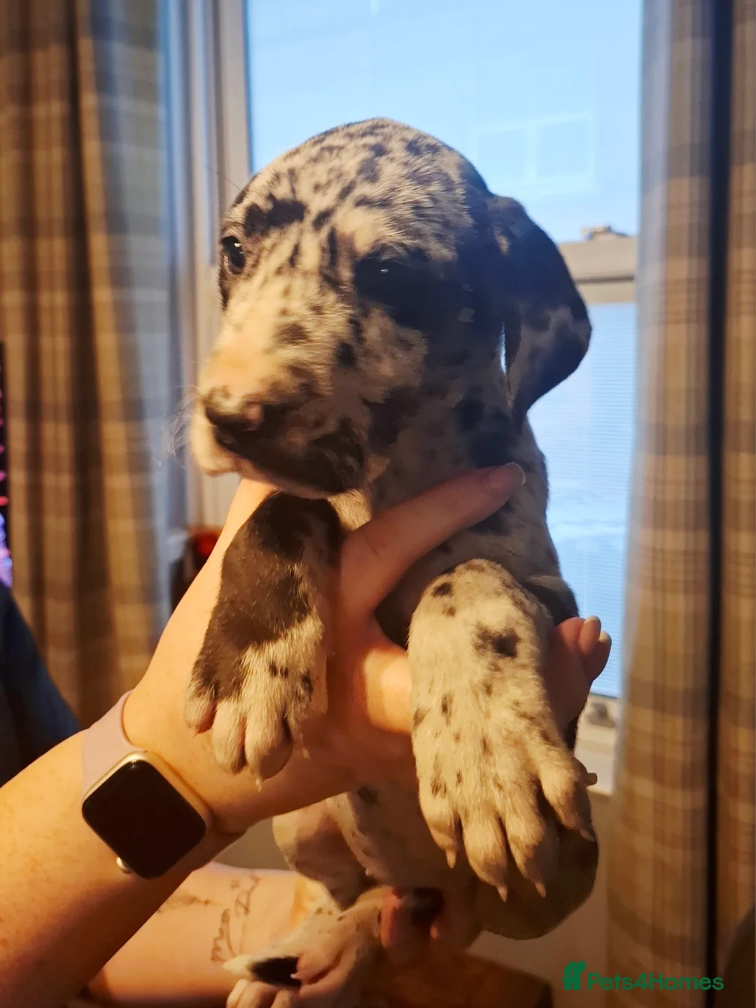 Great Dane dogs for sale: Great Dane puppies K.C Registered  - Advert 18