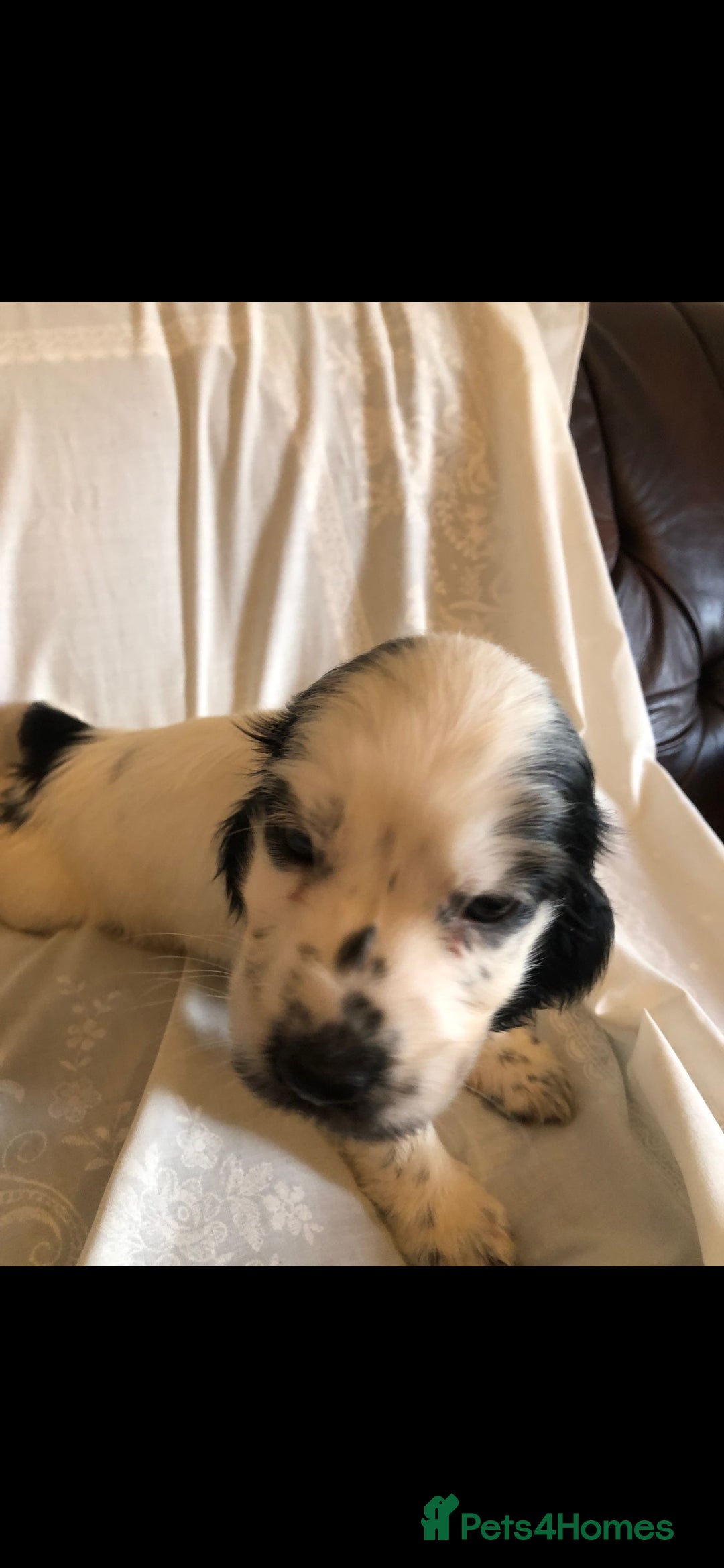 Cocker Spaniel dogs for sale: Cocker spaniel puppy's  - Image 3