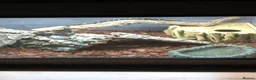 Rat Snake reptiles for sale: 2-3 year old Russian Ratsnake + entire setup in Warwick - Advert 4