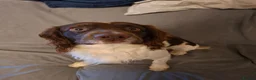 English Springer Spaniel dogs for stud: Liver/white PROVEN KC registered springer stud - Advert 7