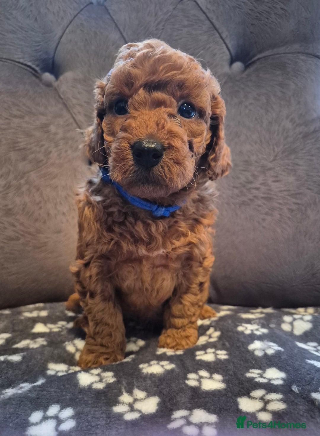 Cockapoo dogs for sale: Cockapoo puppies  - Image 16