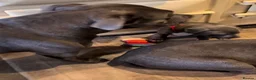 Staffordshire Bull Terrier dogs for sale: Blue Staffordshire bull terrier male pup  - Advert 8