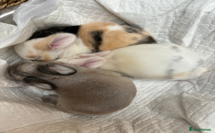Mini Lop rabbits - Advert 10